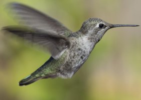 MWML0097_humming_bird_1.jpg