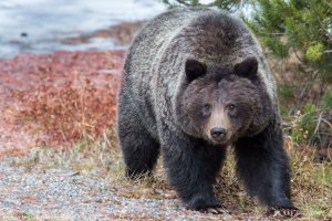 Yellowstone_GC_Grizzly_Bear.jpg