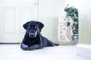 blacklab-800.jpg