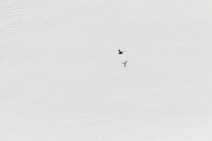 Skua, Deception Island, Antarctica.jpg