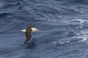 Black-Browed Albatross.jpg