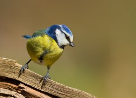 Bluetit1.jpg