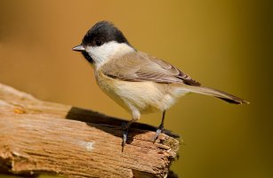 Marshtit1.jpg