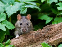 Rat1.jpg