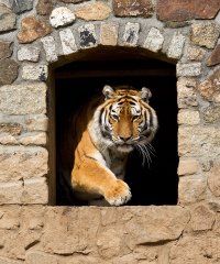 Tiger-zoo.jpg