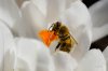 Biene Honig März 2014 klein.jpg