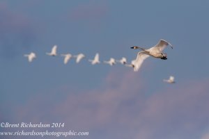 long journey home.jpg