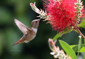 1F3A3323 humbird.jpg