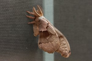 Mothra-CR-1.jpg