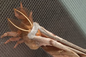 Mothra-CR-2.jpg