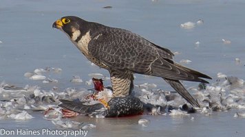 falcon.jpg