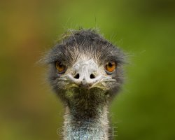 Emu_K_17790.JPG