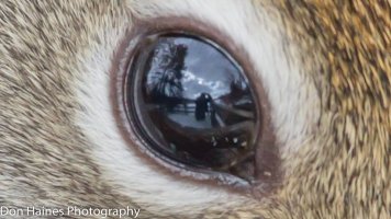 eye.jpg
