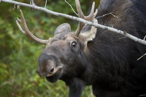 YoungBullMoose_9393.JPG