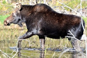 Moose_27.JPG