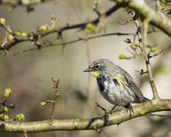 yellow rumped warbler exc sm.jpg