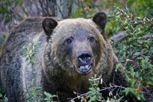 Grizzly.jpg