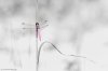 Pink Ribbon Dragonfly-.JPG