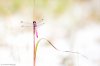Pink Ribbon Dragonfly-8928-3.JPG