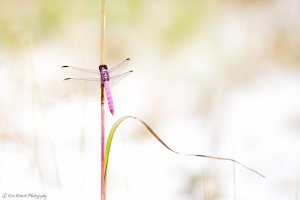 Pink Ribbon Dragonfly-8928-3.JPG