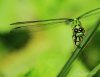 38 Dragonfly Green.JPG