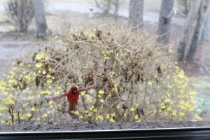 carinal in flight uncropped and zeroed, web size-5017.JPG