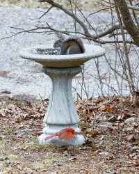 squirrel over cardinal, websize-4135.JPG