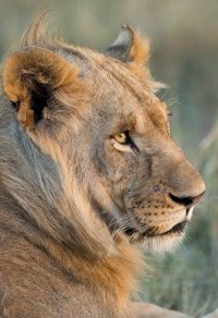 Lion 5.jpg