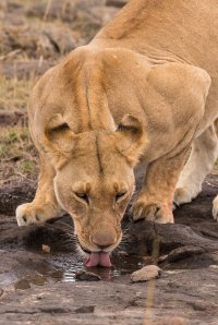 Liondrink2.jpg