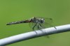 Dragonfly-008.jpg