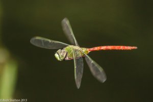 2Comet Darner FFS-13-41*.jpg