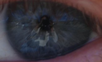 reflection-in-eye-crop-at-240-per.jpg