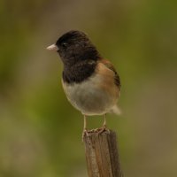 patio bird on stick.jpg