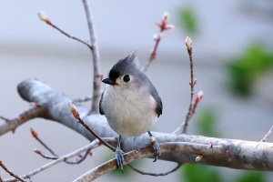 Tufted Titmouse 5.JPG