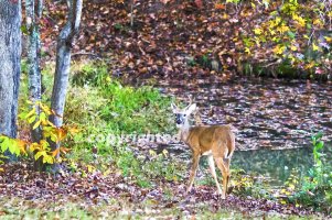 young buck at pond, leaves, further cropping, slight downsize, slight HDR toning, c.jpg