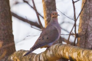 dove at sunset, crop, 3153.jpg