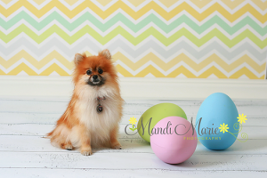 dog.png
