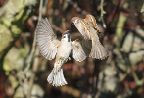 Tree sparrows 4015.JPG