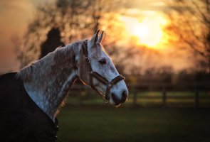 Sun Down.jpg