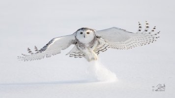 r1080 Mar 2 2014 dated signed_MGL0098.jpg