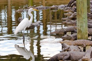 great balled egret.JPG