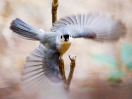 titmouse, websize-4128.JPG