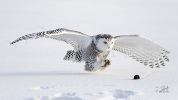 r1080 Mar 2 2014 dated signed_MGL0151.jpg