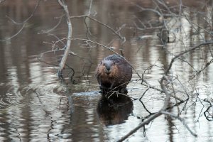 IMG_4379.jpg