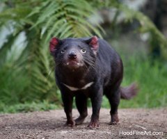 tasmanian devil A0916.JPG