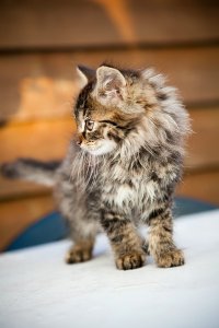 sized_Poes_1.jpg