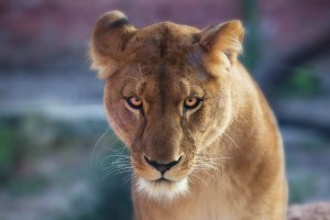 sized_Zoo 297 II.jpg