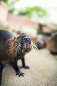 sized_Zoo Antwerpen 5DmkIII 161.jpg