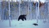 European brown bear - Finland px.jpg