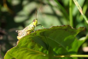 IMG_7001_II.JPG